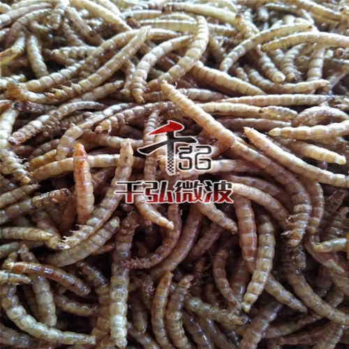 黃粉蟲(chóng)微波膨化設(shè)備